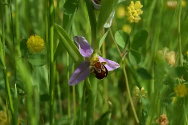 Ophrys abeille