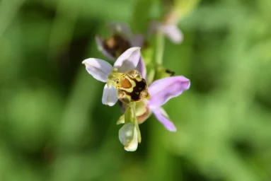 Ophrys abeille