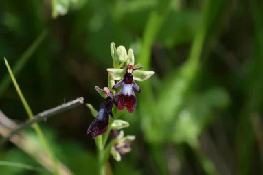Ophrys mouche