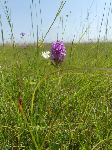 Orchis pyramidal
