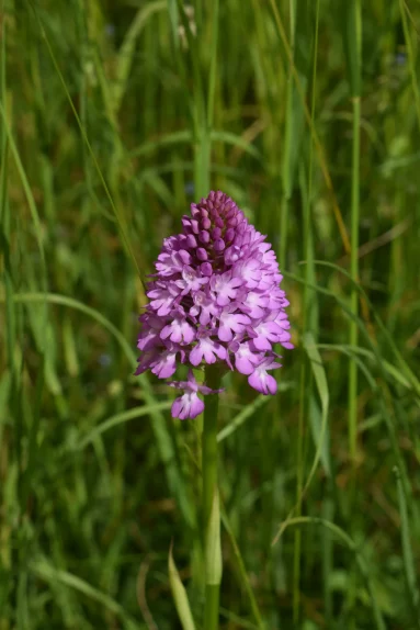 Orchis pyramidal