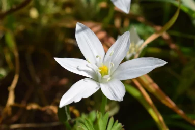 Ornithogale en ombelle