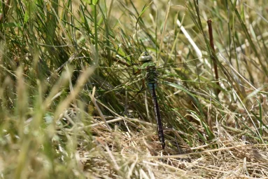 Orthétrum réticulé