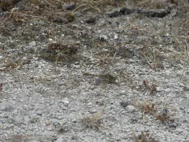 Orthetrum réticulé