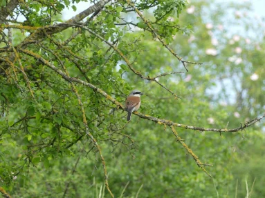 Pie-grièche écorcheur