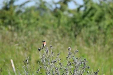 Pie-grièche écorcheur