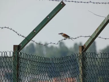 Pie-grièche écorcheur