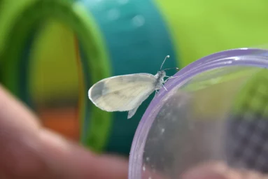 Piéride de la moutarde