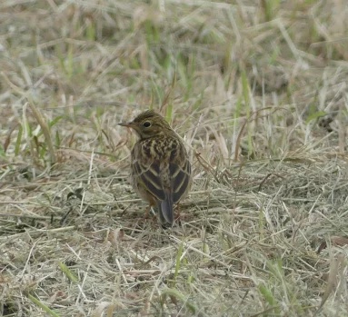 Pipit farlouse