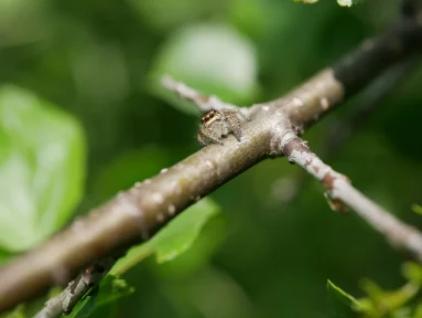 Saltique sanguinolente