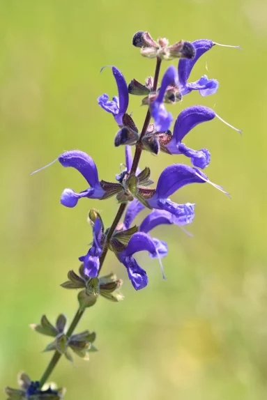 Sauge des prés