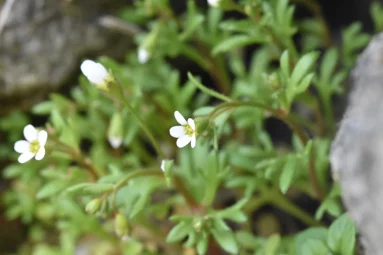 Saxifrage tridactyle