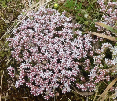 Sedum blanc