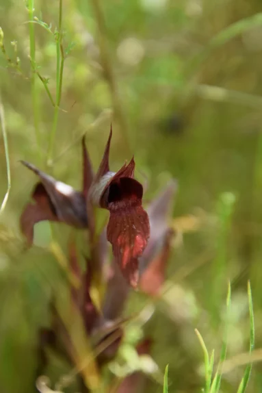 Sérapias à labelle allongé