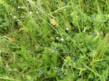 Véronique petit-chêne - Stellaire holostee