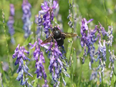 Xylocope violet