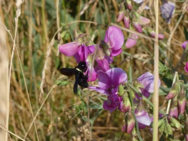 Xylocope violet