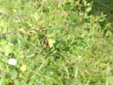 Zygène de la Petite coronille