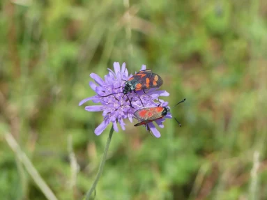 Zygène de la filipendule
