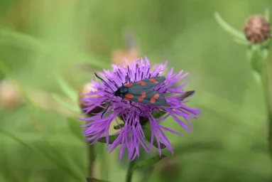 Zygène de la filipendule